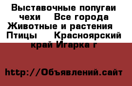 Выставочные попугаи чехи  - Все города Животные и растения » Птицы   . Красноярский край,Игарка г.